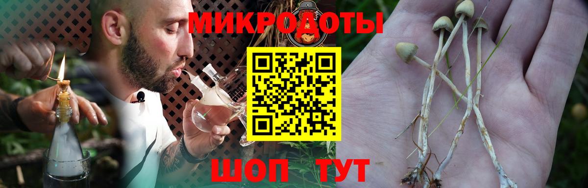 Галлюциногенные грибы Psilocybe Менделеевск
